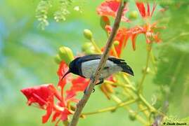 White-bellied Sunbird