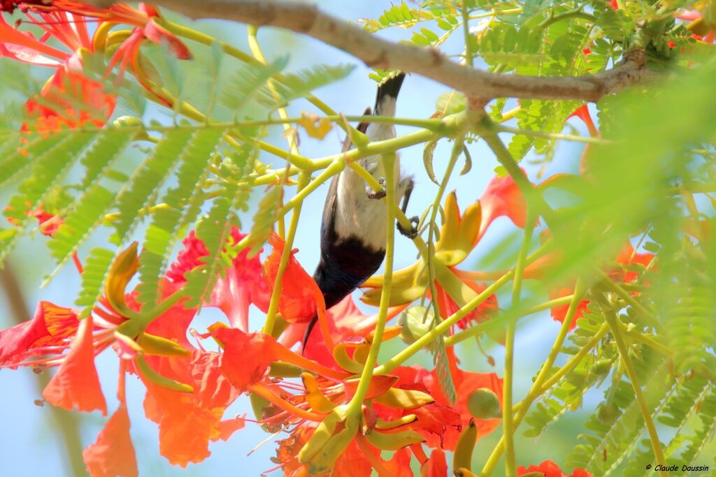 White-bellied Sunbird