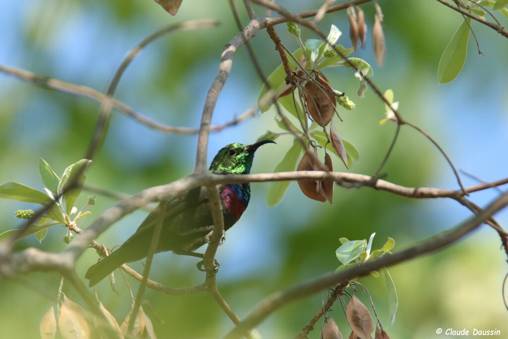 Marico Sunbird