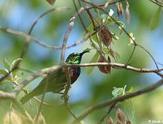 Marico Sunbird