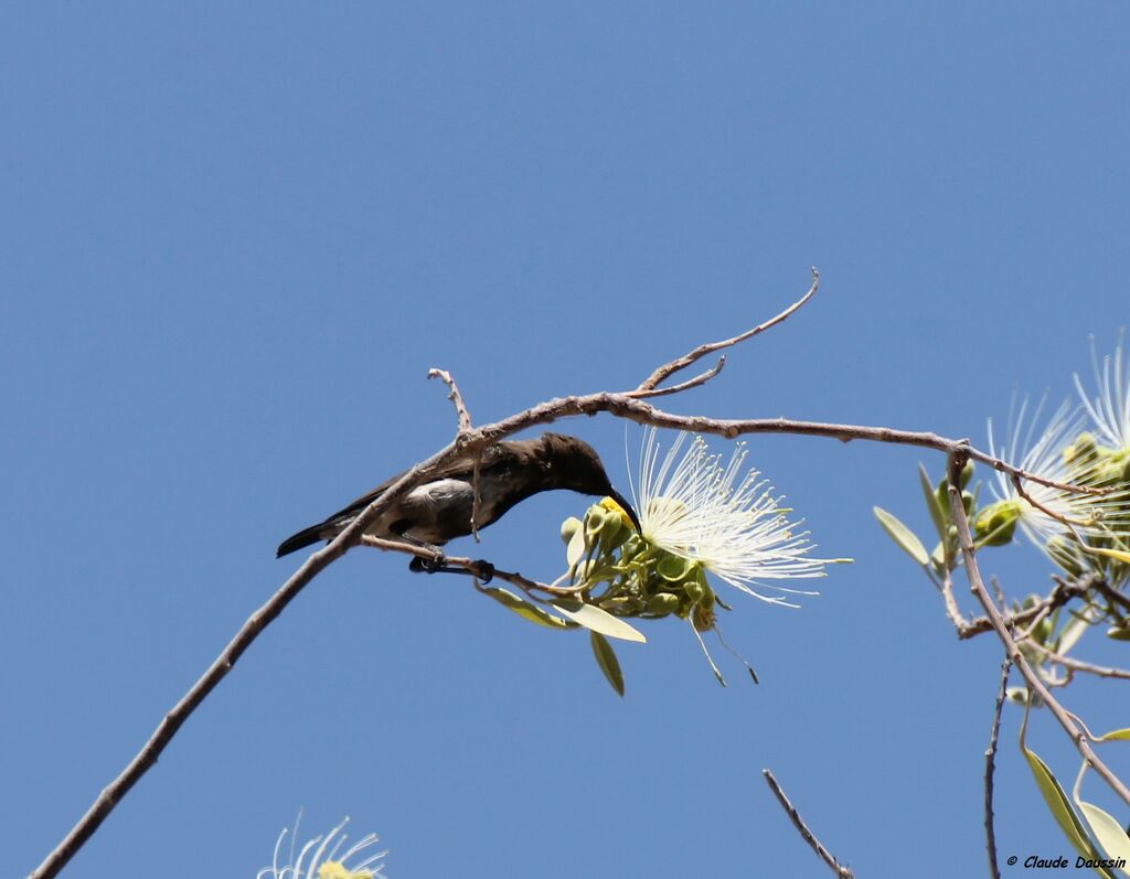 Dusky Sunbird