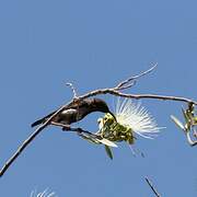 Dusky Sunbird