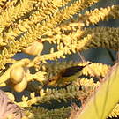 Souimanga orné