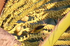 Souimanga orné