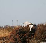 Eurasian Spoonbill