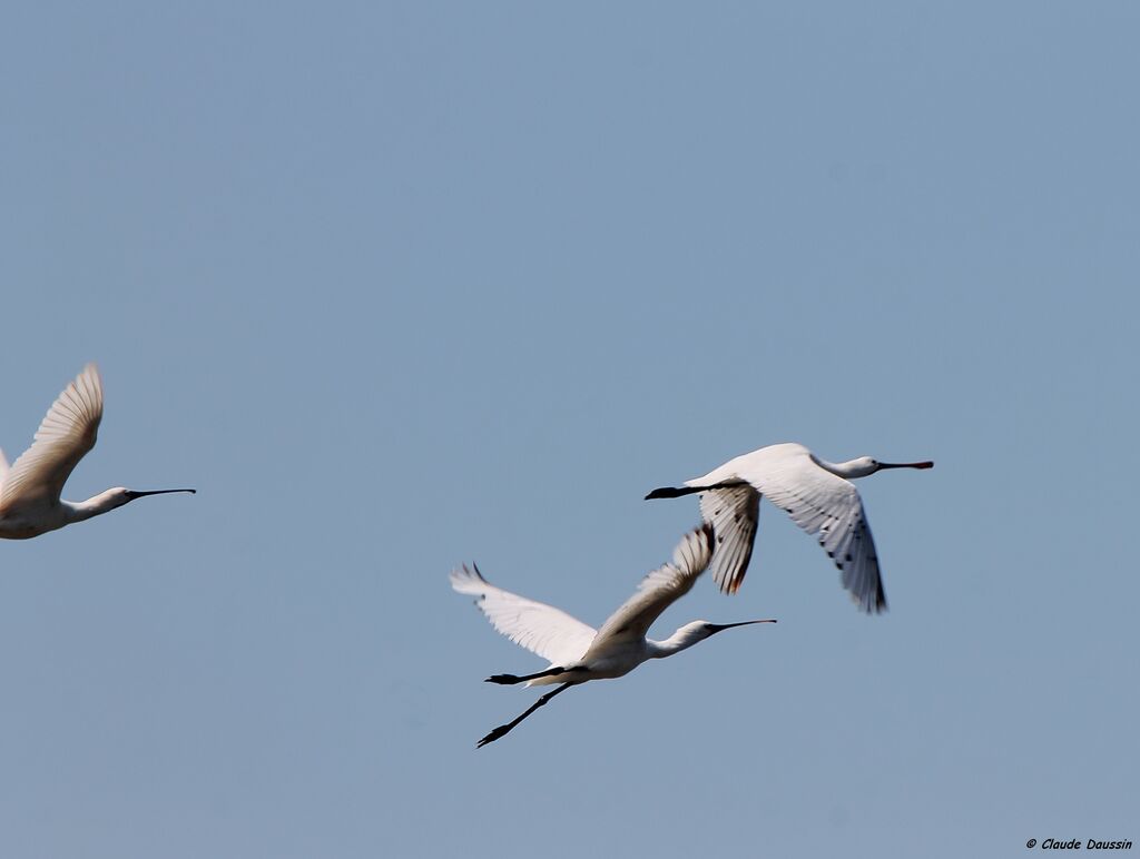 Eurasian Spoonbill