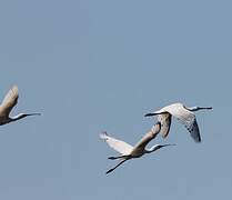 Eurasian Spoonbill