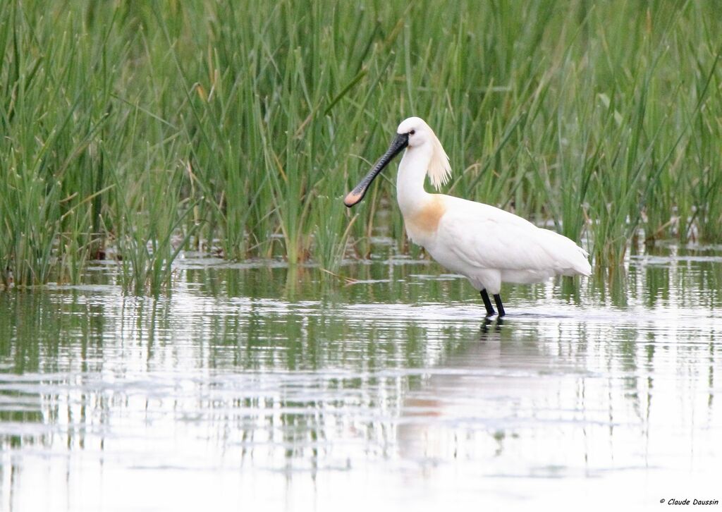 Eurasian Spoonbill