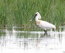 Eurasian Spoonbill