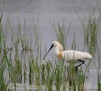 Eurasian Spoonbill