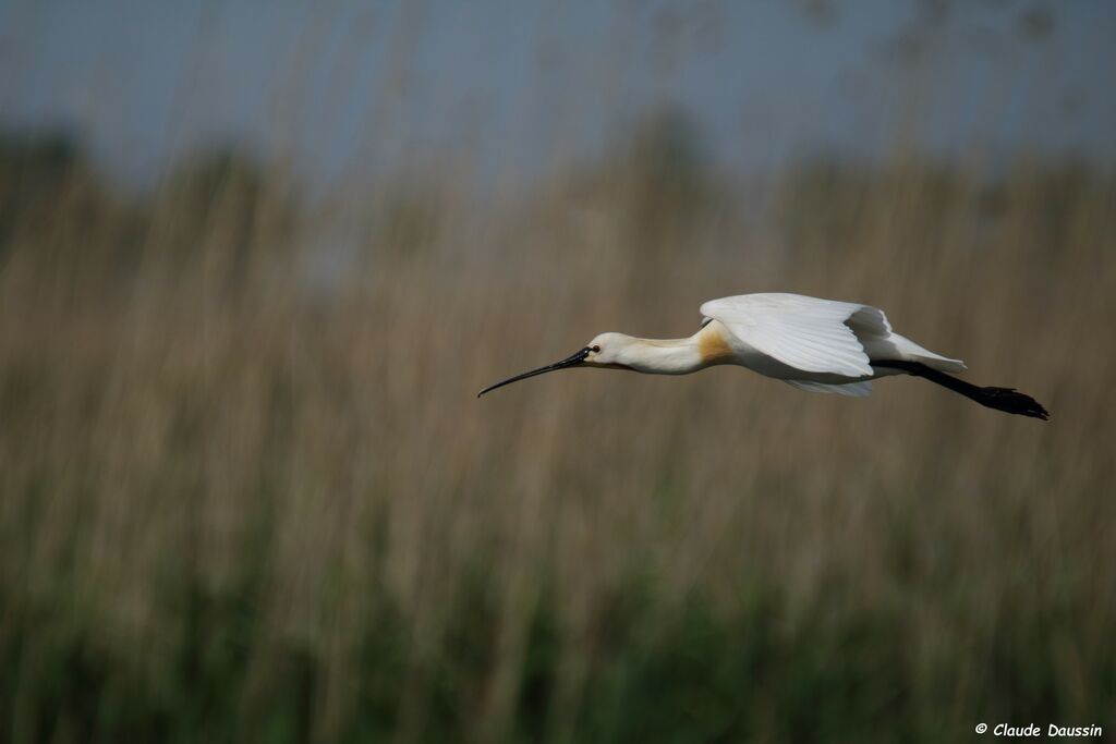 Eurasian Spoonbill