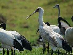 African Spoonbill