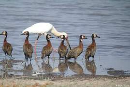 African Spoonbill