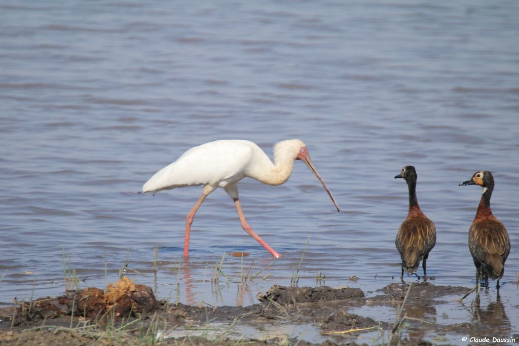 African Spoonbill