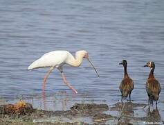 African Spoonbill