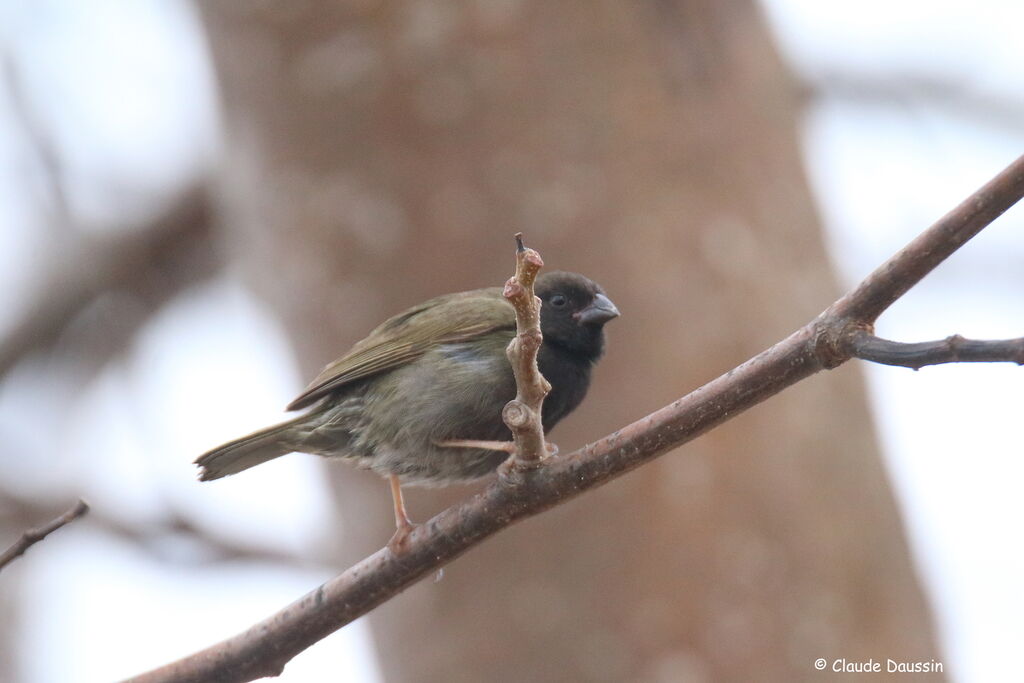 Black-faced Grassquit