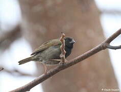 Black-faced Grassquit