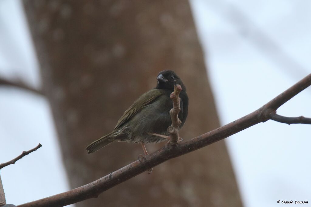 Black-faced Grassquit