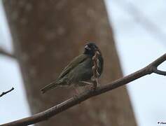 Black-faced Grassquit