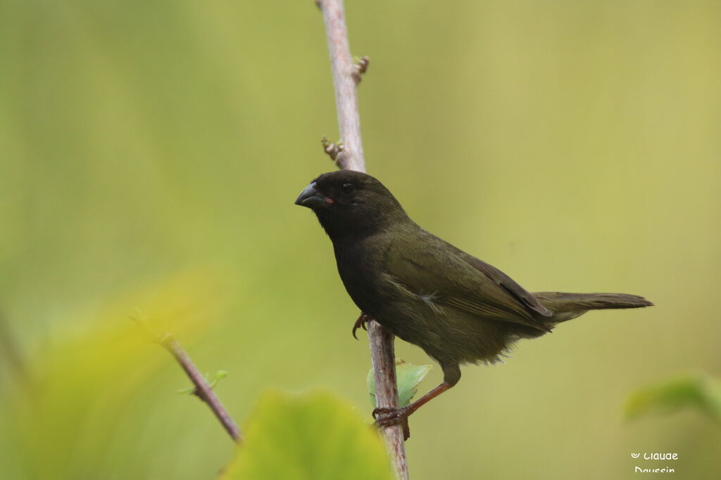 Black-faced Grassquit