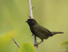 Black-faced Grassquit