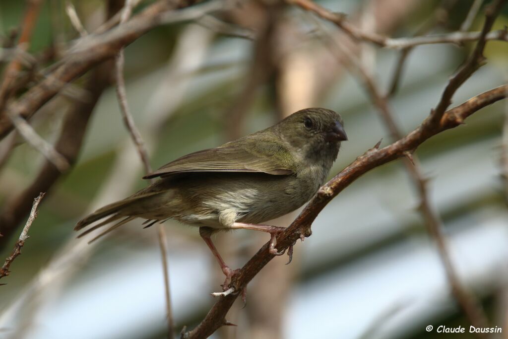 Black-faced Grassquit female