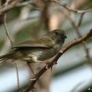Sporophile cici