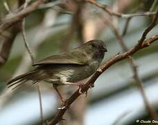 Black-faced Grassquit