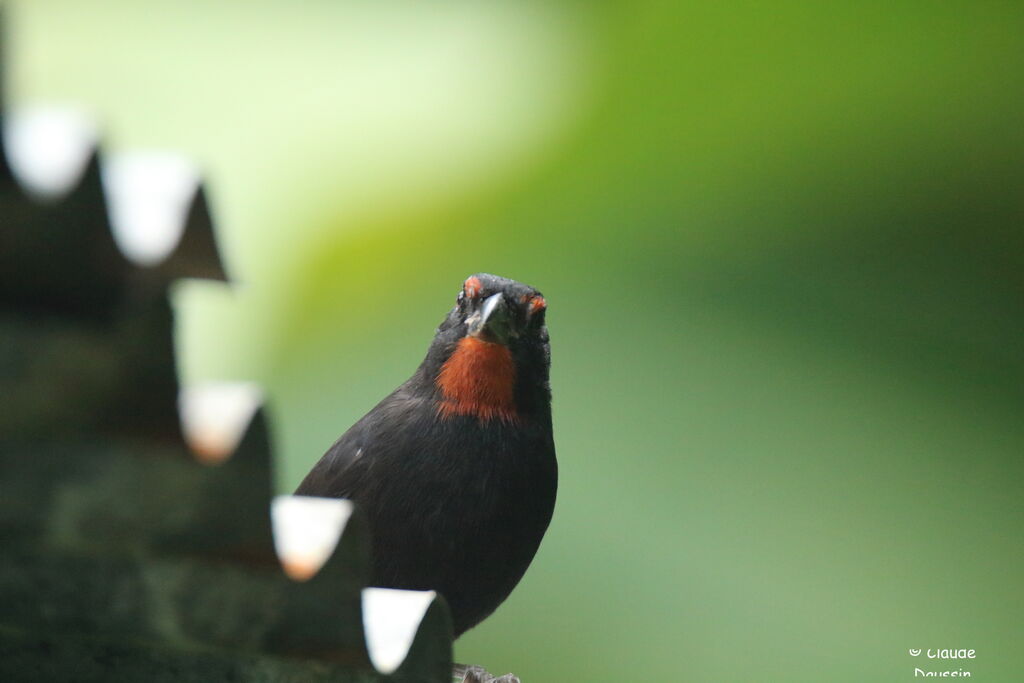 Lesser Antillean Bullfinch male