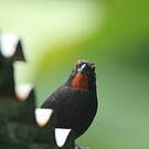 Sporophile rougegorge
