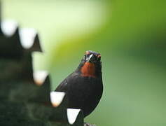 Lesser Antillean Bullfinch