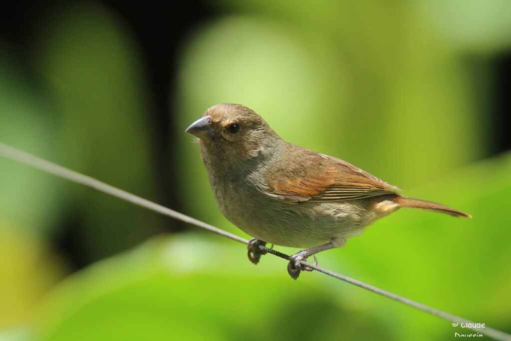 Sporophile rougegorge femelle