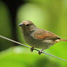 Sporophile rougegorge