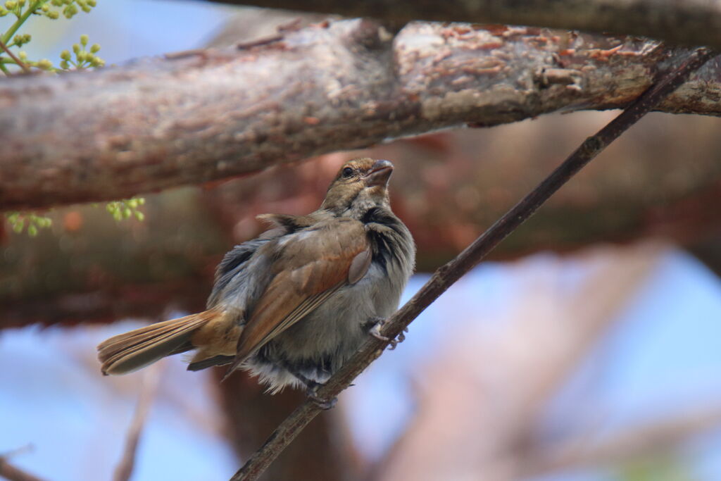 Lesser Antillean Bullfinch female