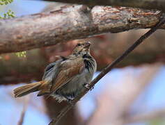 Lesser Antillean Bullfinch