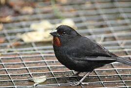 Lesser Antillean Bullfinch