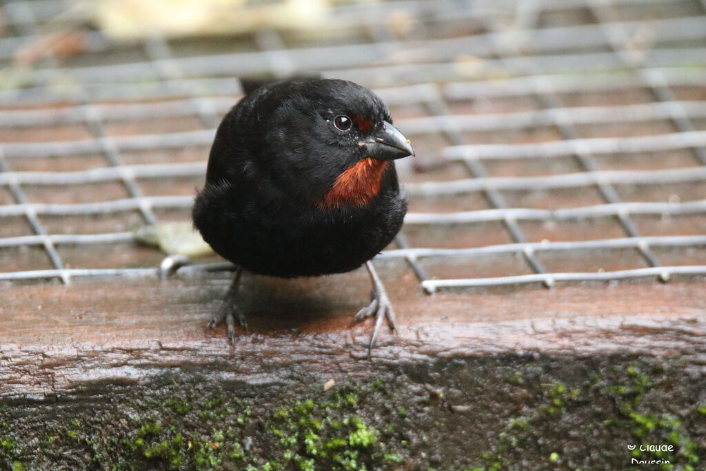 Lesser Antillean Bullfinch