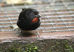 Lesser Antillean Bullfinch