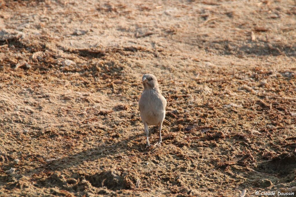 Scaly-feathered Weaverjuvenile