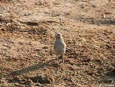 Scaly-feathered Weaver