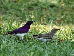 Violet-backed Starling