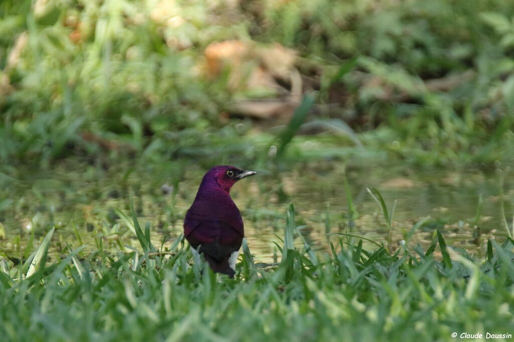 Violet-backed Starling