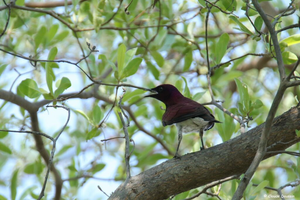 Violet-backed Starling