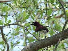 Violet-backed Starling