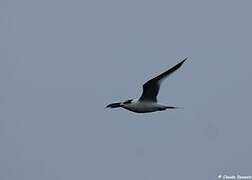 Sandwich Tern