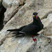 Inca Tern