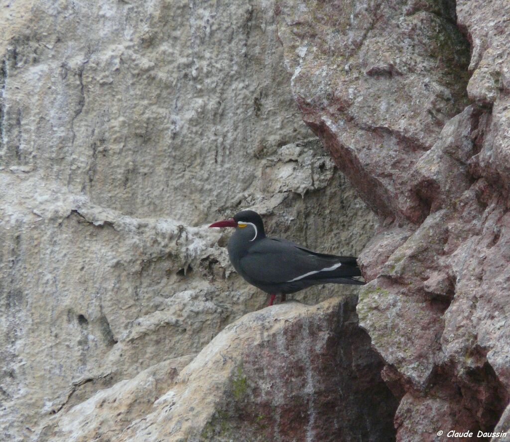 Inca Tern