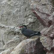 Inca Tern