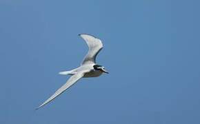 Little Tern