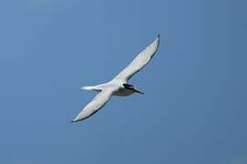 Little Tern